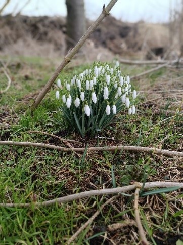 Frühlingserwachen
