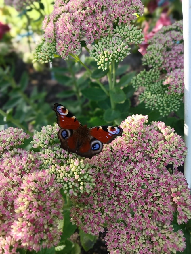 „Sommerzeit – Inspiration für die Monate Juli, August und September“