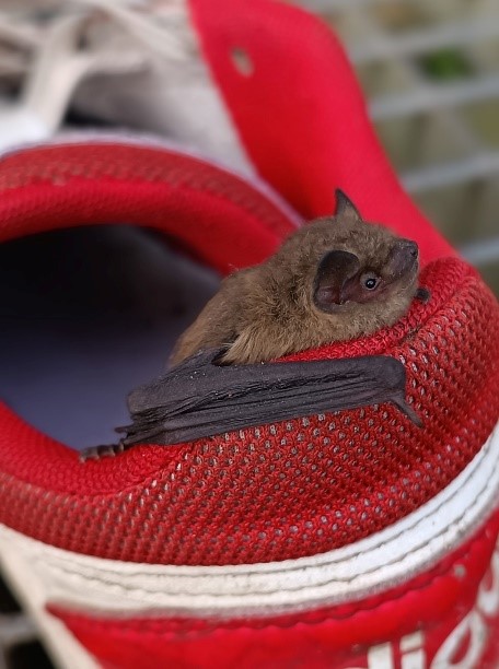 Fledermaus