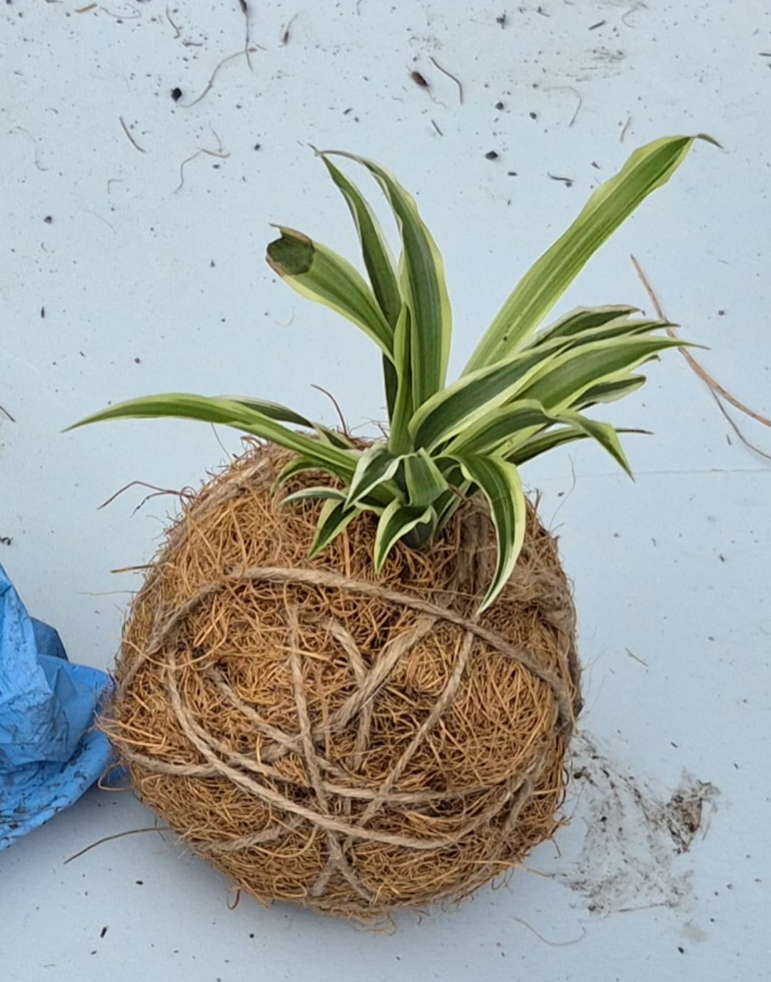 Unser Basteltipp: Kokedama – kleine Pflanzen ganz ohne Topf 🌿